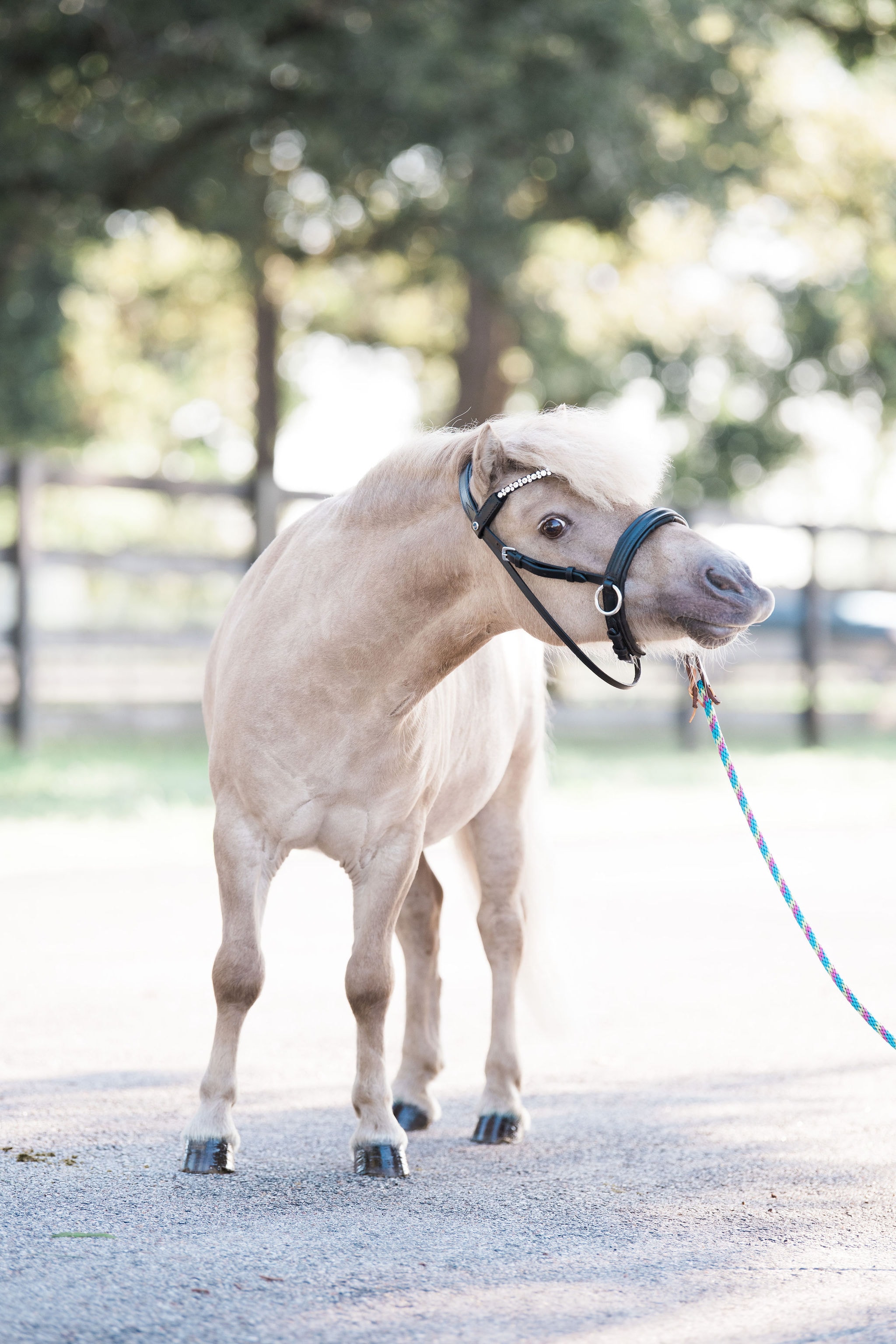 A miniature horse standing outdoors at the equestrian center