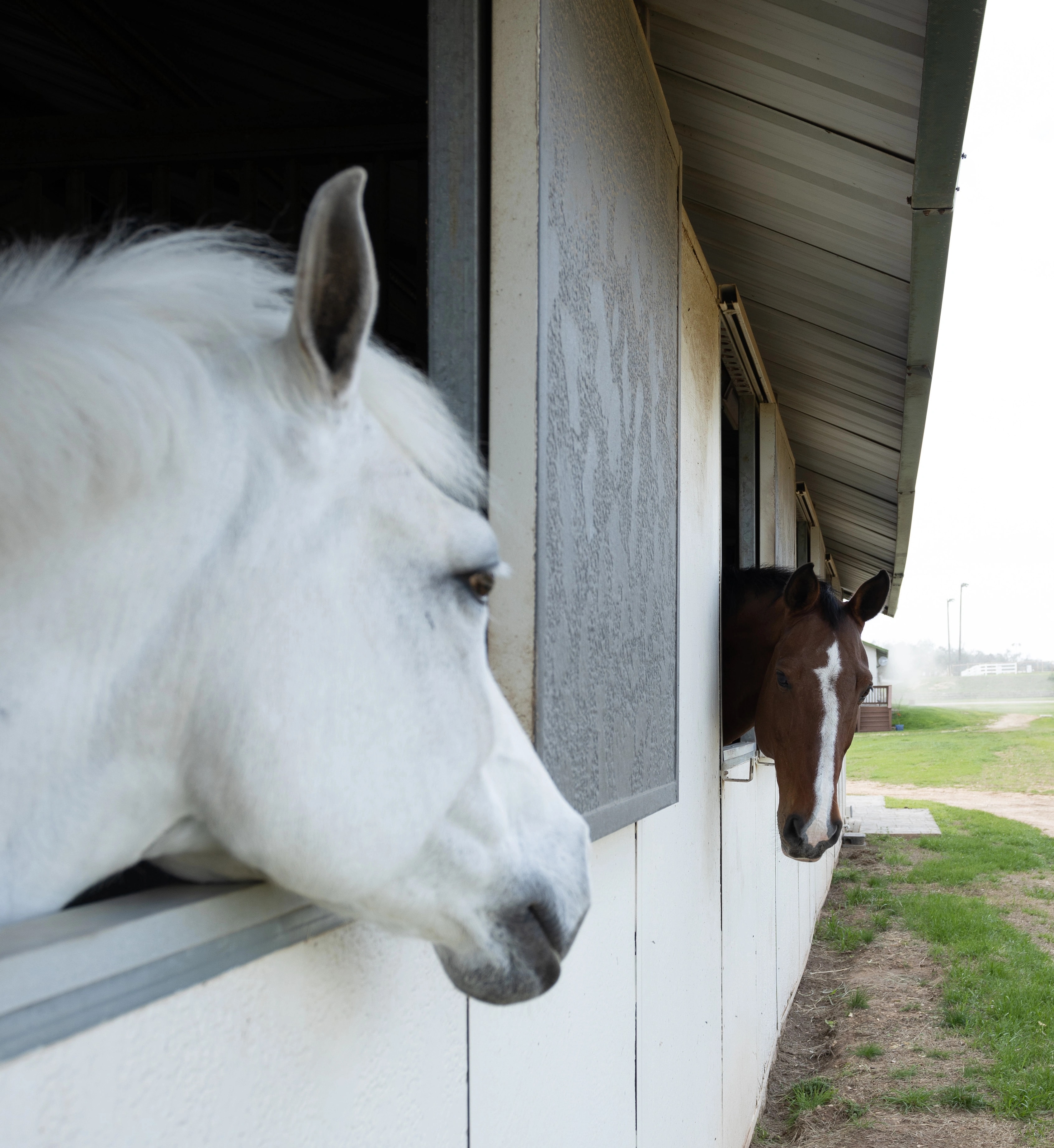 Calm horses looking out from their stalls at the Austin center